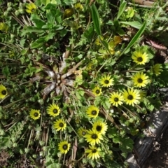 Arctotheca calendula (Capeweed, Cape Dandelion) at Isaacs Ridge - 3 Oct 2020 by Mike