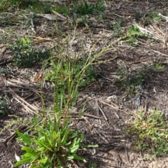 Rumex brownii (Slender Dock) at Isaacs Ridge - 3 Oct 2020 by Mike