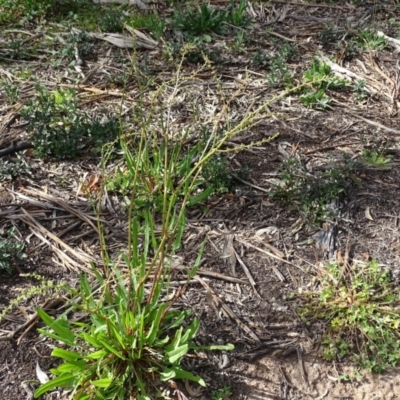 Rumex brownii (Slender Dock) at O'Malley, ACT - 4 Oct 2020 by Mike