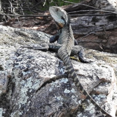 Intellagama lesueurii howittii (Gippsland Water Dragon) at Tidbinbilla Nature Reserve - 4 Oct 2020 by JohnBundock