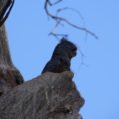Callocephalon fimbriatum (Gang-gang Cockatoo) at O'Malley, ACT - 3 Oct 2020 by Mike