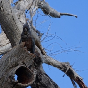 Callocephalon fimbriatum at O'Malley, ACT - suppressed