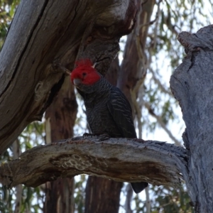 Callocephalon fimbriatum at O'Malley, ACT - suppressed