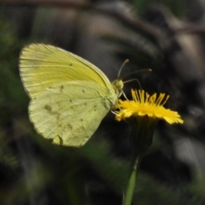 Eurema smilax (Small Grass-yellow) at Paddys River, ACT - 3 Oct 2020 by JohnBundock