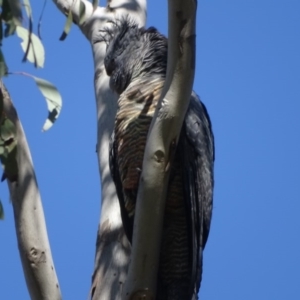 Callocephalon fimbriatum at O'Malley, ACT - 4 Oct 2020