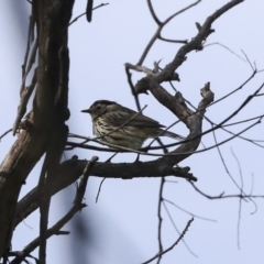 Pyrrholaemus sagittatus (Speckled Warbler) at Hawker, ACT - 29 Sep 2020 by Alison Milton