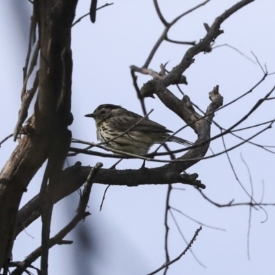 Pyrrholaemus sagittatus (Speckled Warbler) at Hawker, ACT - 29 Sep 2020 by Alison Milton
