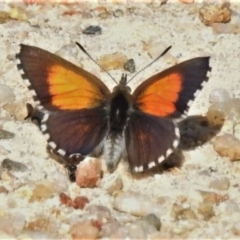 Lucia limbaria (Chequered Copper) at Paddys River, ACT - 3 Oct 2020 by JohnBundock