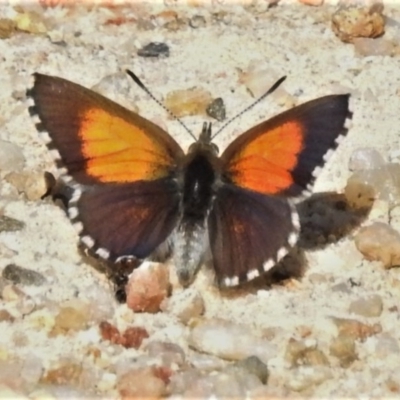 Lucia limbaria (Chequered Copper) at Paddys River, ACT - 4 Oct 2020 by JohnBundock