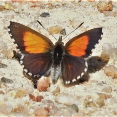 Lucia limbaria (Chequered Copper) at Jedbinbilla - 3 Oct 2020 by JohnBundock