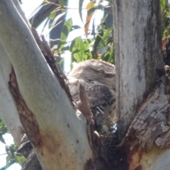 Podargus strigoides (Tawny Frogmouth) at Berry, NSW - 3 Oct 2020 by billpigott