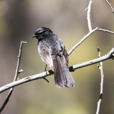 Rhipidura leucophrys (Willie Wagtail) at Weetangera, ACT - 29 Sep 2020 by AlisonMilton