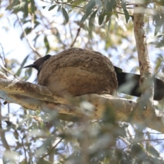 Corcorax melanorhamphos (White-winged Chough) at Weetangera, ACT - 29 Sep 2020 by AlisonMilton