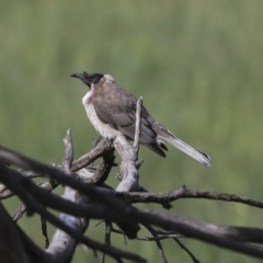 Philemon corniculatus at Hawker, ACT - 29 Sep 2020