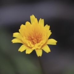 Microseris walteri (Yam Daisy, Murnong) at Hawker, ACT - 29 Sep 2020 by AlisonMilton