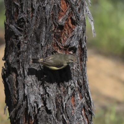 Acanthiza reguloides (Buff-rumped Thornbill) at The Pinnacle - 29 Sep 2020 by AlisonMilton