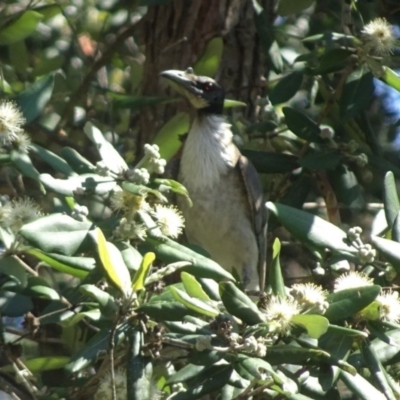 Philemon corniculatus (Noisy Friarbird) at Berry, NSW - 4 Oct 2020 by billpigott