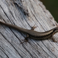 Eulamprus heatwolei (Yellow-bellied Water Skink) at Moruya, NSW - 4 Oct 2020 by LisaH