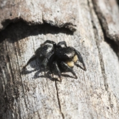Salticidae sp. 'Golden palps' (Unidentified jumping spider) at Holt, ACT - 29 Sep 2020 by AlisonMilton