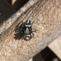Salpesia sp. (genus) (Salpesia Jumping Spider) at The Pinnacle - 29 Sep 2020 by AlisonMilton