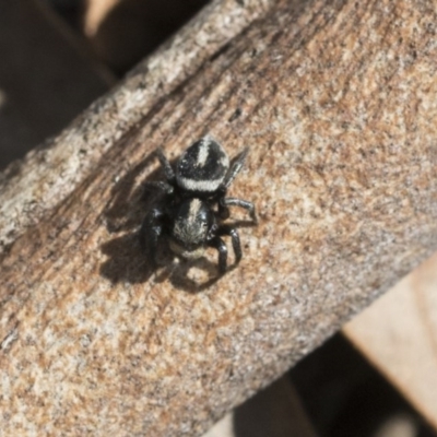 Salpesia (genus) (Salpesia Jumping Spider) at Holt, ACT - 29 Sep 2020 by AlisonMilton