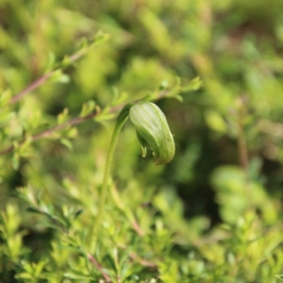 Pterostylis nutans (Nodding Greenhood) at Moruya, NSW - 4 Oct 2020 by LisaH