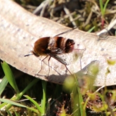 Meomyia sp. (Bee fly) at Moruya, NSW - 4 Oct 2020 by LisaH