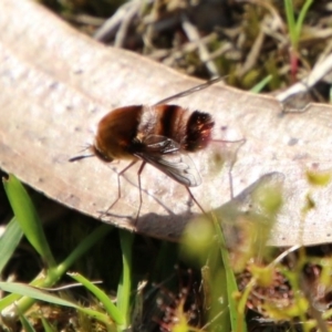 Meomyia sp. at Moruya, NSW - suppressed