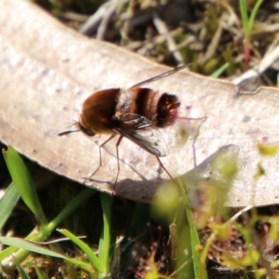 Meomyia sp. (Bee fly) at Moruya, NSW - 4 Oct 2020 by LisaH