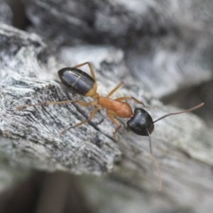 Camponotus consobrinus at Hawker, ACT - 29 Sep 2020 02:20 PM