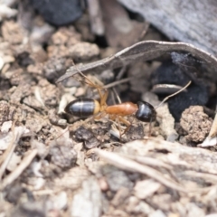 Camponotus consobrinus at Hawker, ACT - 29 Sep 2020 02:20 PM