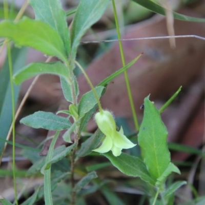 Billardiera mutabilis (Climbing Apple Berry, Apple Berry, Snot Berry, Apple Dumblings, Changeable Flowered Billardiera) at Moruya, NSW - 4 Oct 2020 by LisaH