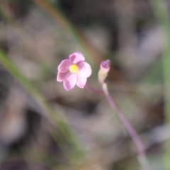 Thelymitra carnea (Tiny Sun Orchid) at Moruya, NSW - 4 Oct 2020 by LisaH