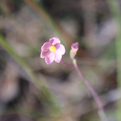 Thelymitra carnea (Tiny Sun Orchid) at Moruya, NSW - 4 Oct 2020 by LisaH