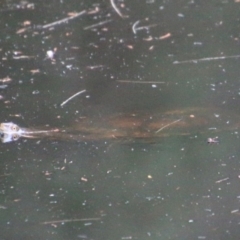 Chelodina longicollis (Eastern Long-necked Turtle) at Moruya, NSW - 4 Oct 2020 by LisaH