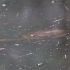 Chelodina longicollis at Moruya, NSW - suppressed