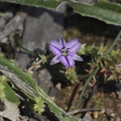 Thysanotus patersonii (Twining Fringe Lily) at Hawker, ACT - 2 Oct 2020 by AlisonMilton