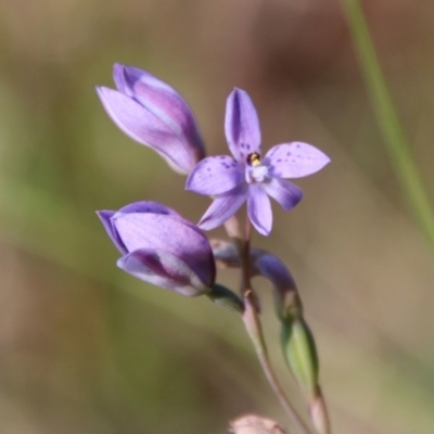 Thelymitra ixioides (Dotted Sun Orchid) at Moruya, NSW - 4 Oct 2020 by LisaH