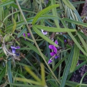 Glycine clandestina at Kambah, ACT - 4 Oct 2020 01:52 PM