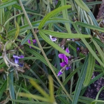 Glycine clandestina (Twining Glycine) at Kambah, ACT - 4 Oct 2020 by RosemaryRoth