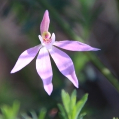 Caladenia hillmanii (Purple Heart Orchid) at Moruya, NSW - 4 Oct 2020 by LisaH