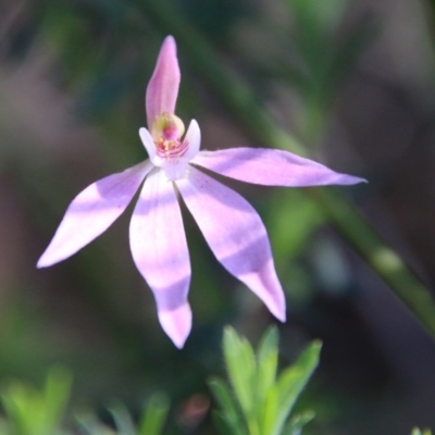 Caladenia hillmanii (Purple Heart Orchid) at Moruya, NSW - 4 Oct 2020 by LisaH