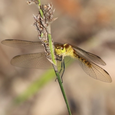 Diplacodes melanopsis (Black-faced Percher) at Moruya, NSW - 3 Oct 2020 by LisaH