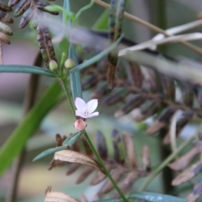 Boronia polygalifolia (Dwarf Boronia) at Moruya, NSW - 4 Oct 2020 by LisaH