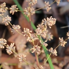 Lomandra multiflora (Many-flowered Matrush) at Moruya, NSW - 4 Oct 2020 by LisaH