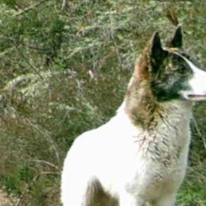 Canis lupus at Clear Range, NSW - 2 Sep 2020