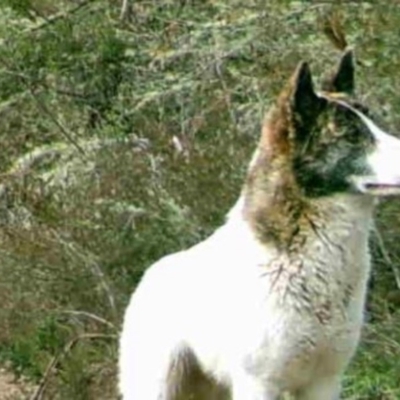 Canis lupus (Dingo / Wild Dog) at Clear Range, NSW - 2 Sep 2020 by AlexB