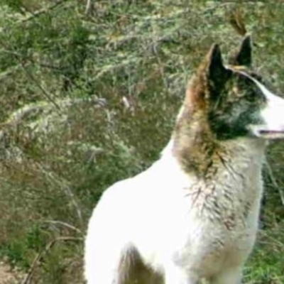 Canis lupus (Dingo / Wild Dog) at Clear Range, NSW - 1 Sep 2020 by AlexB