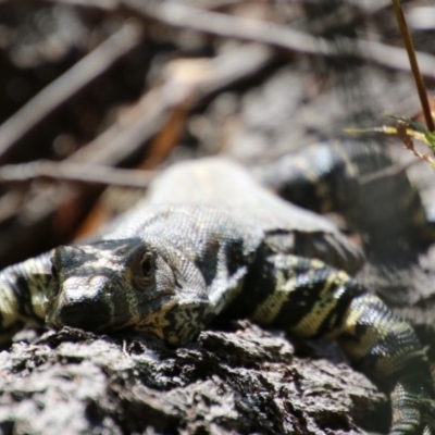 Varanus varius (Lace Monitor) at Guerilla Bay, NSW - 4 Oct 2020 by LisaH