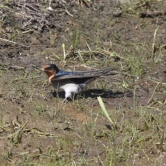 Hirundo neoxena (Welcome Swallow) at The Pinnacle - 29 Sep 2020 by Alison Milton
